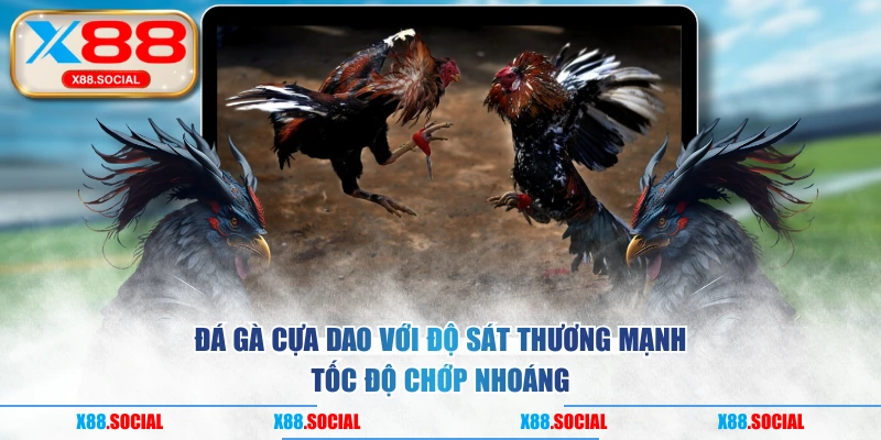 Đá Gà Cựa Dao Với Độ Sát Thương Mạnh & Tốc Độ Chớp Nhoáng
