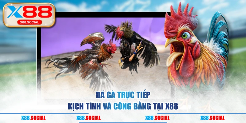 Đá gà trực tiếp kịch tính và công bằng tại X88